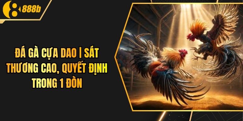 Đá Gà Cựa Dao | Sát Thương Cao, Quyết Định Trong 1 Đòn