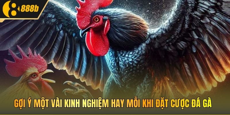 Gợi ý một vài kinh nghiệm hay mỗi khi đặt cược đá gà 